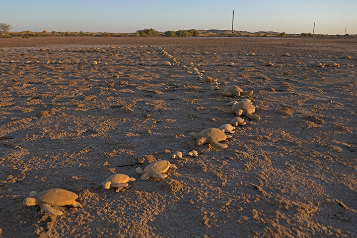 20turtleform5vast 20turtleform5vast